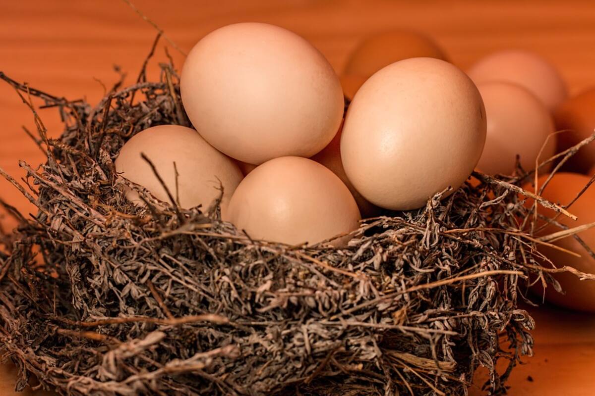 Arrojan huevos a bebé de 9 meses; policía ve motivos raciales en el ataque