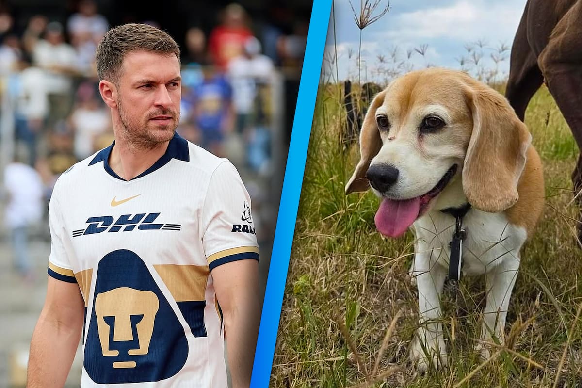Aaron Ramsey de los Pumas perdió su perro en Guanajuato y ofrece recompensa