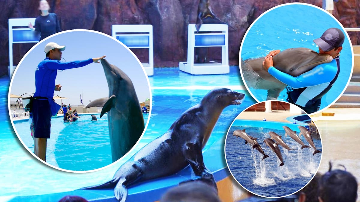 ¿Cerrarán delfinarios y se cancelarán shows de lobos marinos? La AMHMAR aclara 6 puntos sobre la reforma que busca prohibir espectáculos de mamíferos acuáticos en México