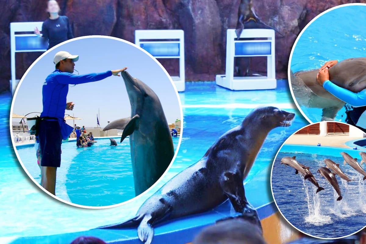 ¿Cerrarán delfinarios y se cancelarán shows de lobos marinos? La AMHMAR aclara 6 puntos sobre la reforma que busca prohibir espectáculos de mamíferos acuáticos en México
