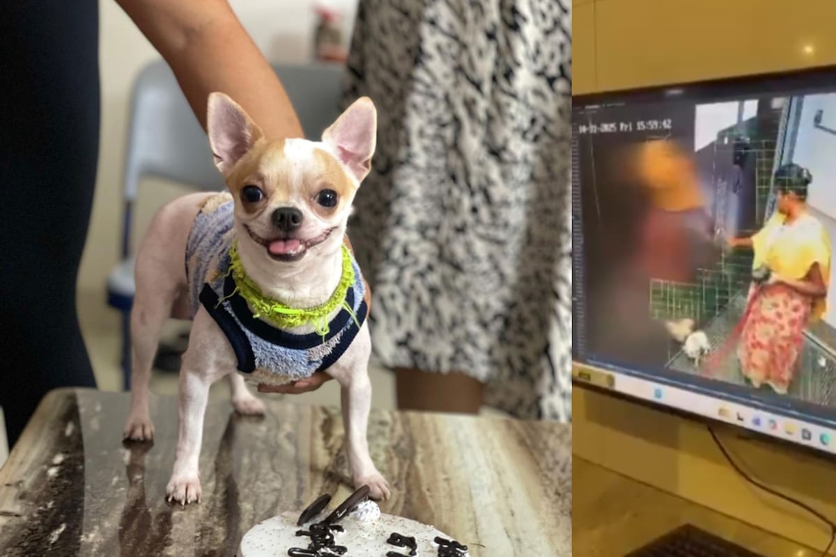 Mujer golpeó y azotó a un perro contra las paredes metálicas de un elevador hasta matarlo; el incidente fue captado en video