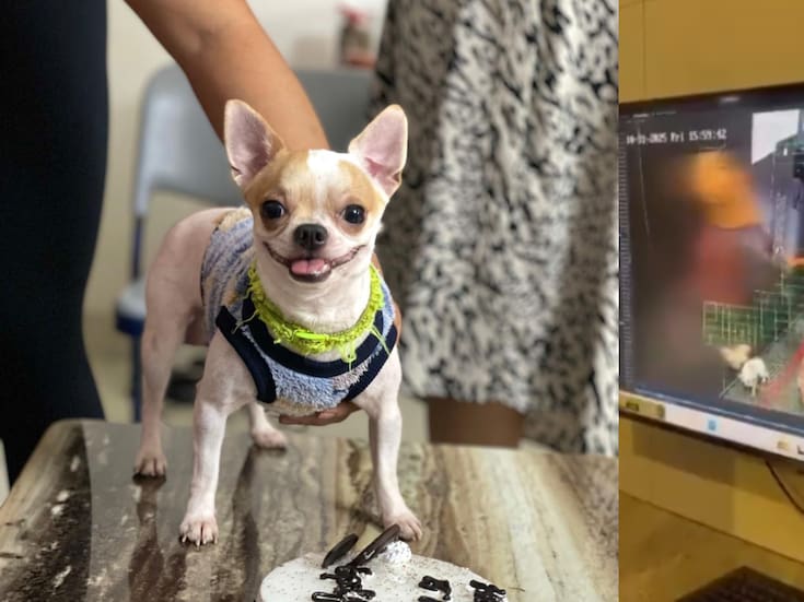 Mujer golpeó y azotó a un perro contra las paredes metálicas de un elevador hasta matarlo; el incidente fue captado en video