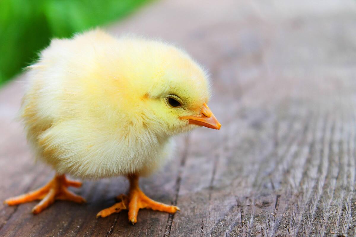 Hace crecer un pollo en un huevo de gallina abierto