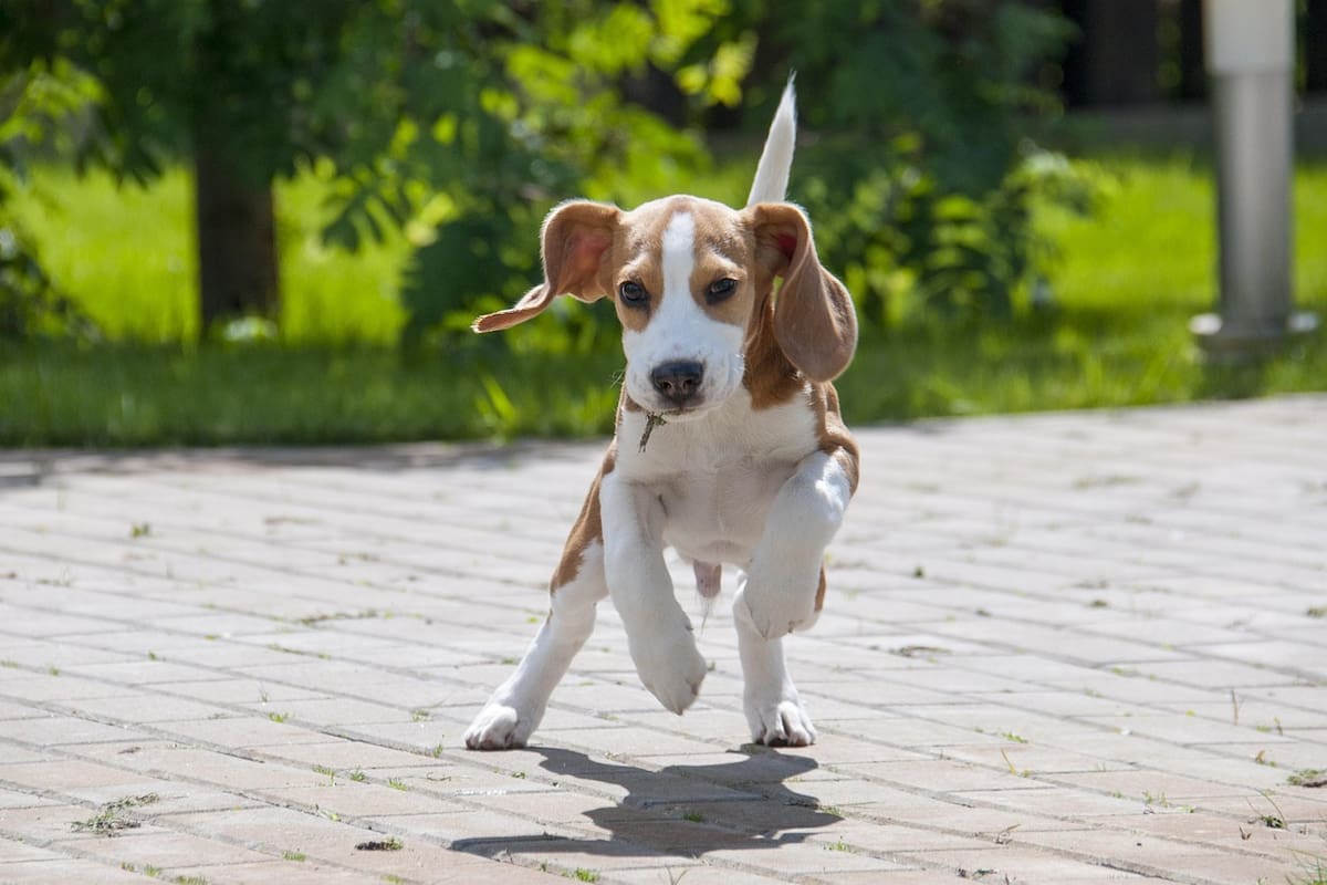 Los perros lloran de alegría al reencontrarse con sus dueños, según un estudio