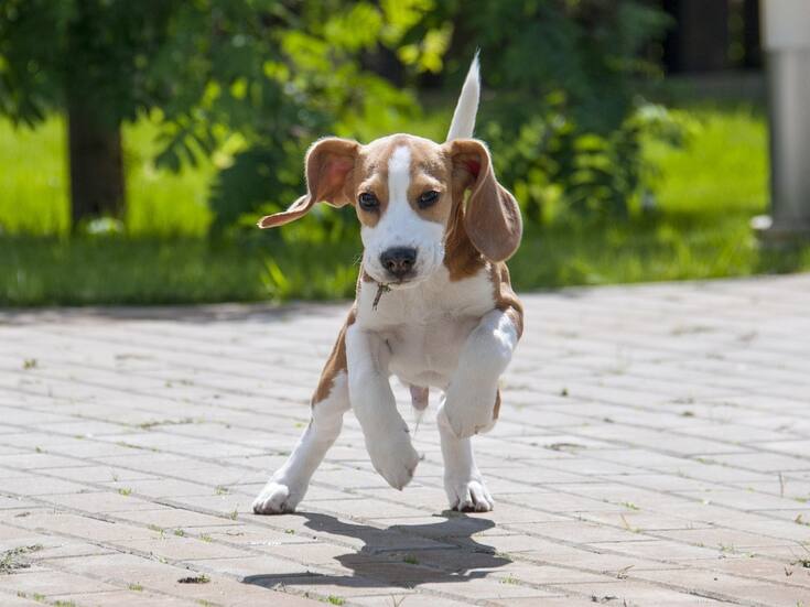 Los perros lloran de alegría al reencontrarse con sus dueños, según un estudio