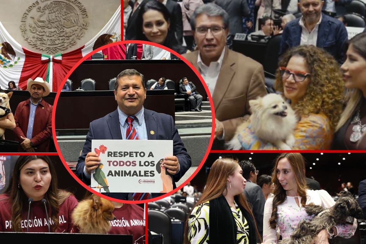Aprueban reforma constitucional para la protección animal en México con 450 votos a favor