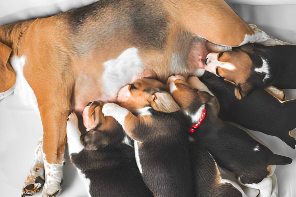 ¿Es seguro desparasitar a una perrita recién parida? Esto dicen los expertos