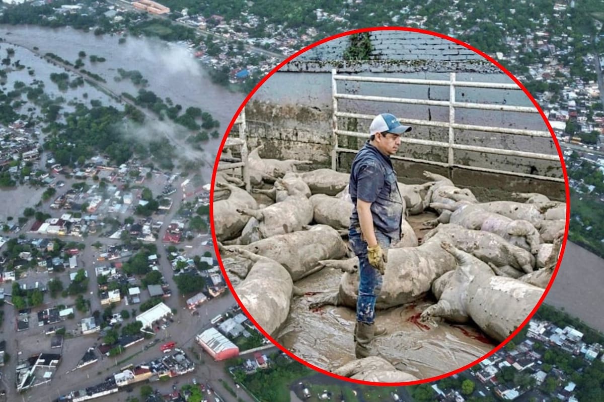 Lluvias arrasan 15 mil hectáreas y 6 mil cabezas de ganado en cinco estados del centro-sur del país; Veracruz concentra el 60% de los reportes de siniestros a nivel nacional