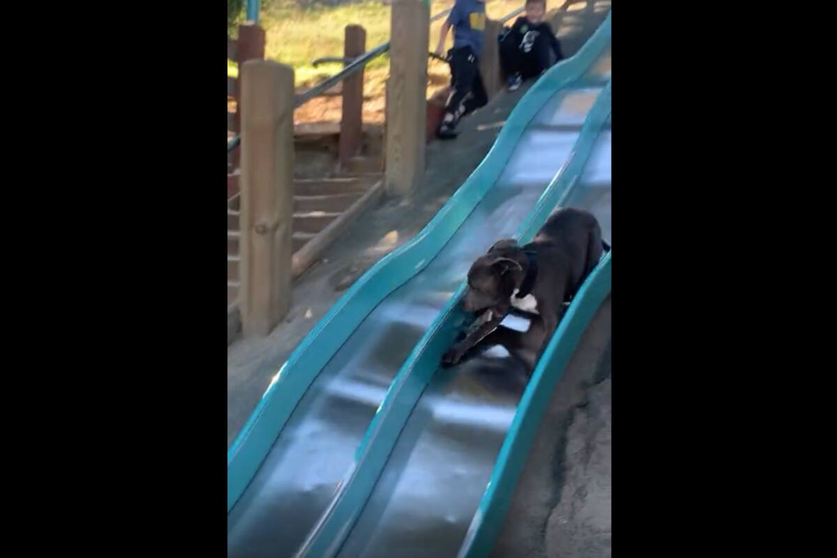 VIRAL TIKTOK: Perrito se divierte deslizándose por un tobogán