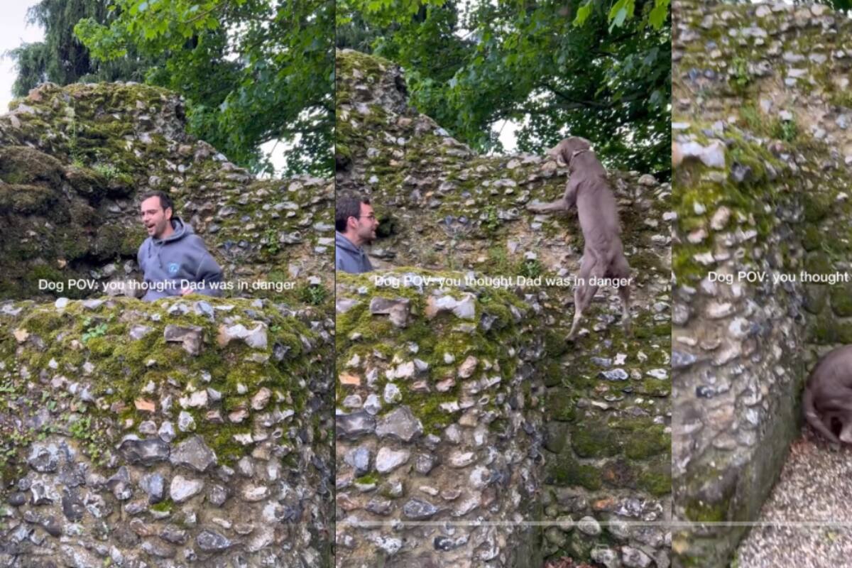 VIDEO: ¡perro salta a rescatar a su dueño al creer que cayó en un pozo!