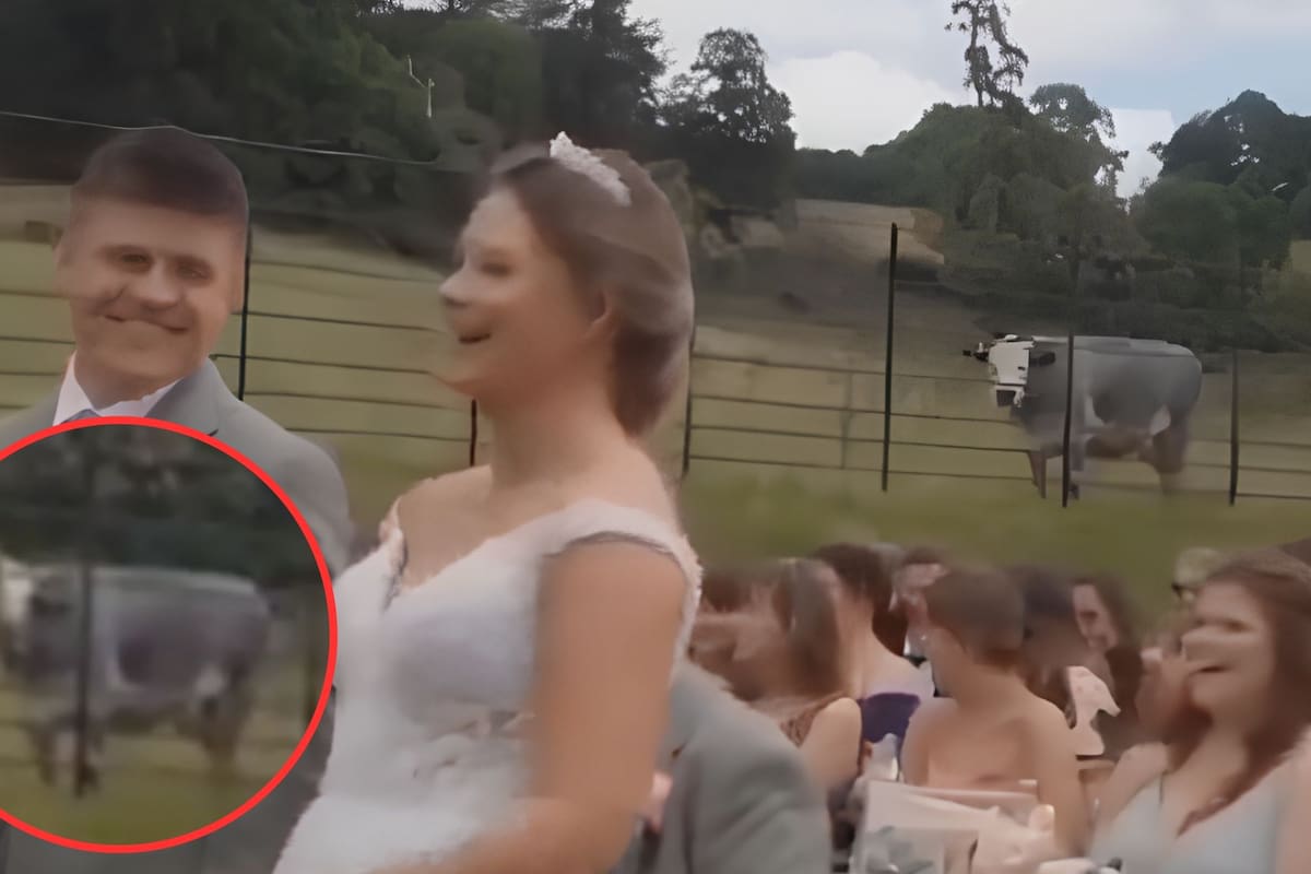 VIDEO: Vaca ‘interrumpe’ divertidamente una boda y se vuelve viral en redes