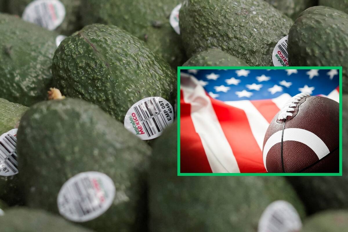 Aguacate mexicano registra exportaciones estables de cara al Super Bowl pese a tensión arancelaria con EU