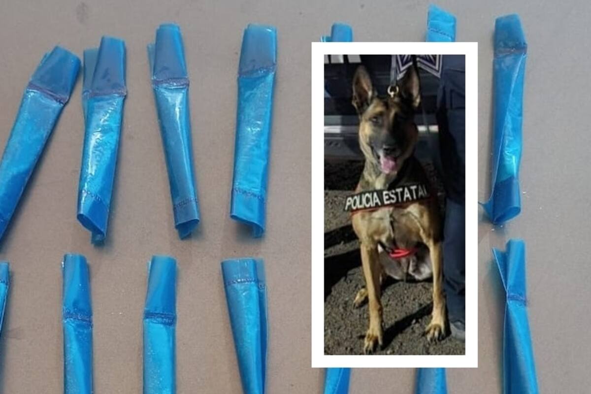 Agente canino Zsimon de la Policía de Sonora detecta 45 envoltorios con droga