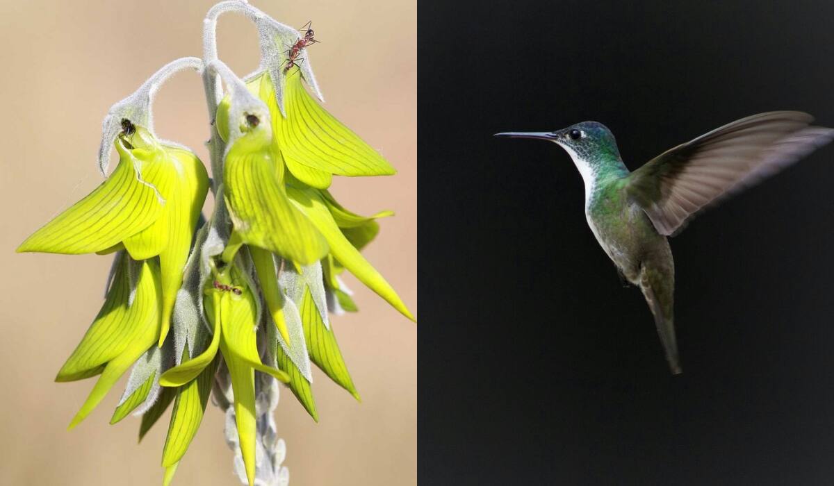 Asombrosa planta australiana con forma de colibrí causa sensación: descubre su nombre