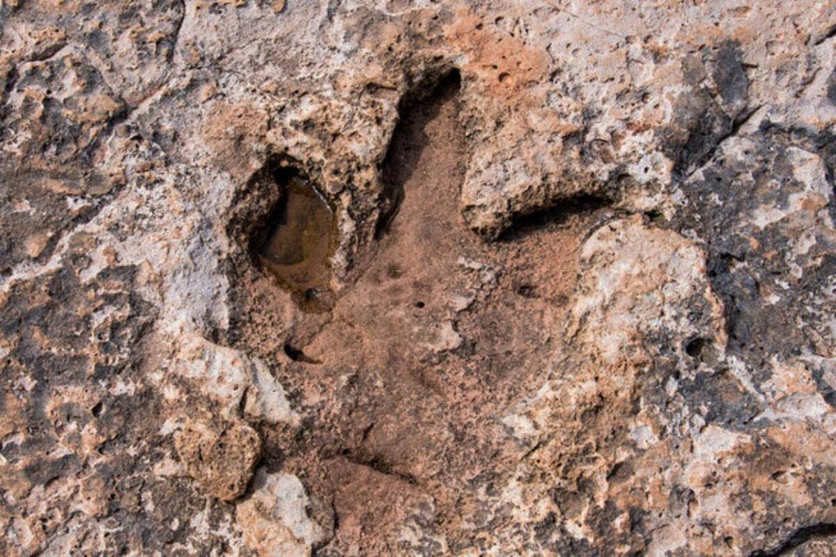 Museo digitalizará 14 mil huellas de dinosaurios del Jura