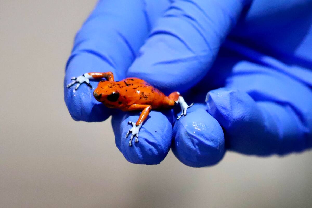 Detienen a brasileña en Bogotá por tráfico de ranitas venenosas en peligro de extinción