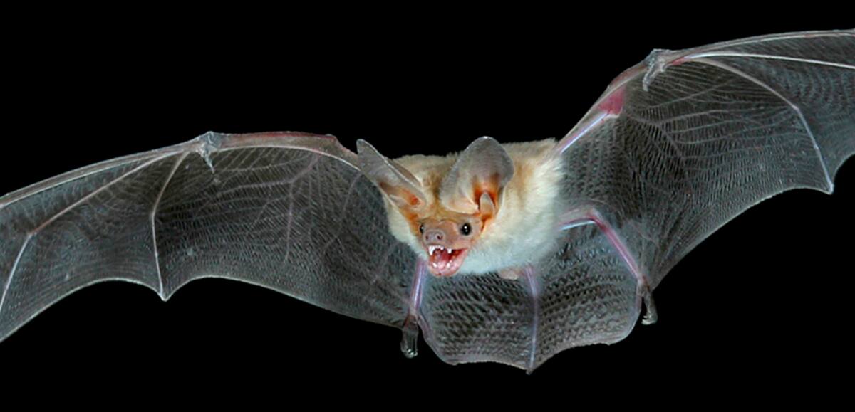 Imagen tomada del sitio oficial de Pie de Página