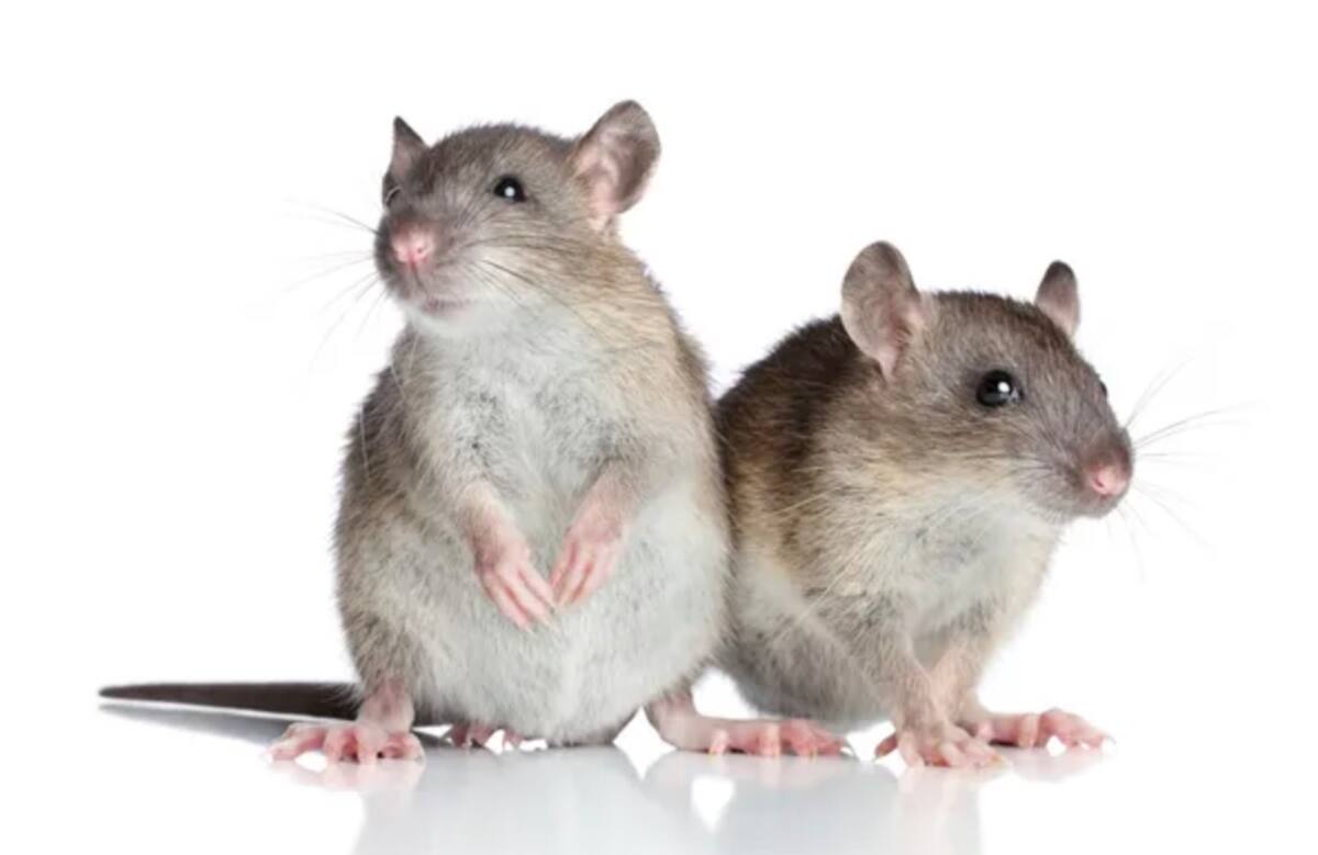 Ratones.