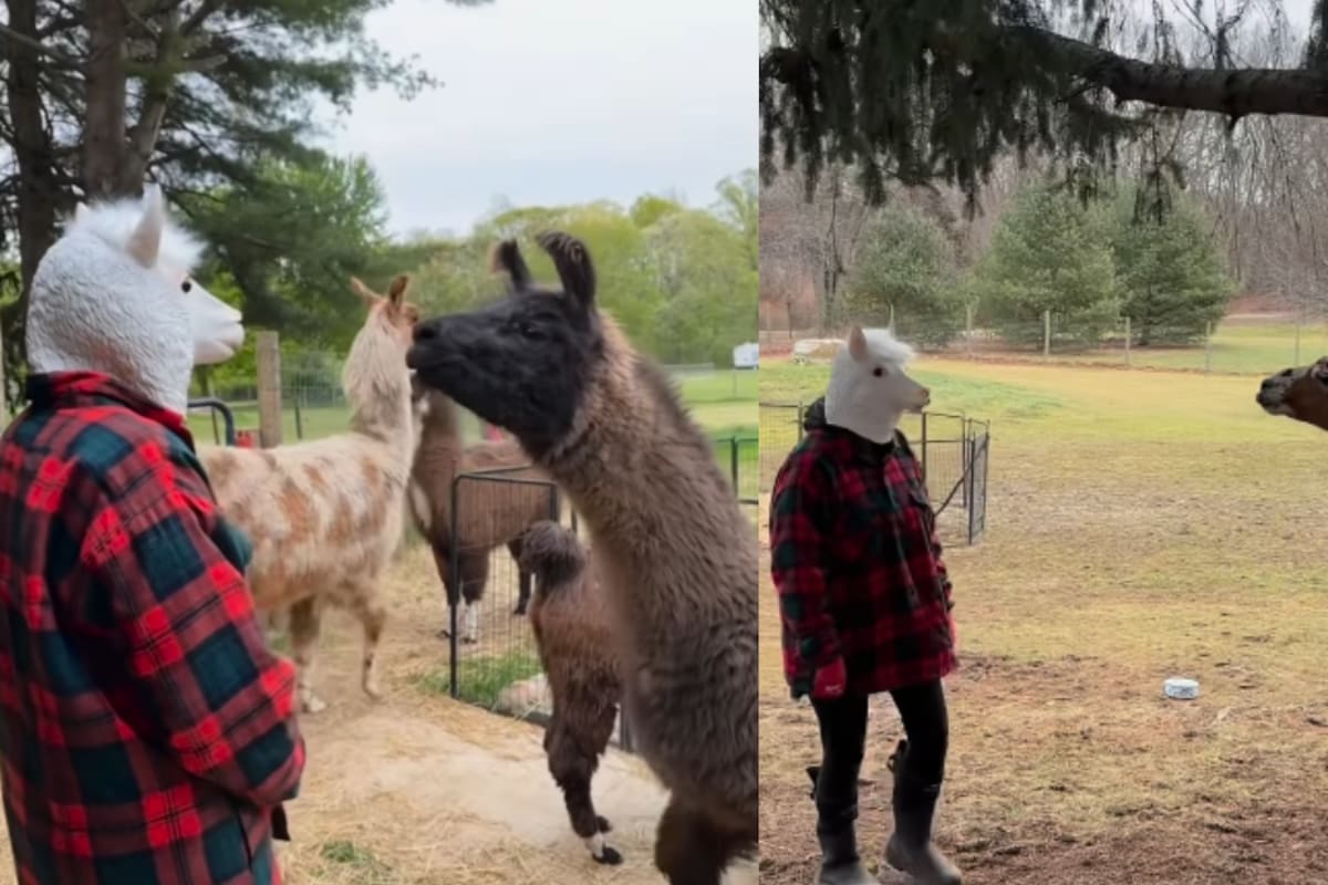 Hombre usa máscara de llama frente a un grupo de estos animales y la reacción es hilarante