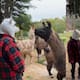 Hombre usa máscara de llama frente a un grupo de estos animales y la reacción es hilarante
