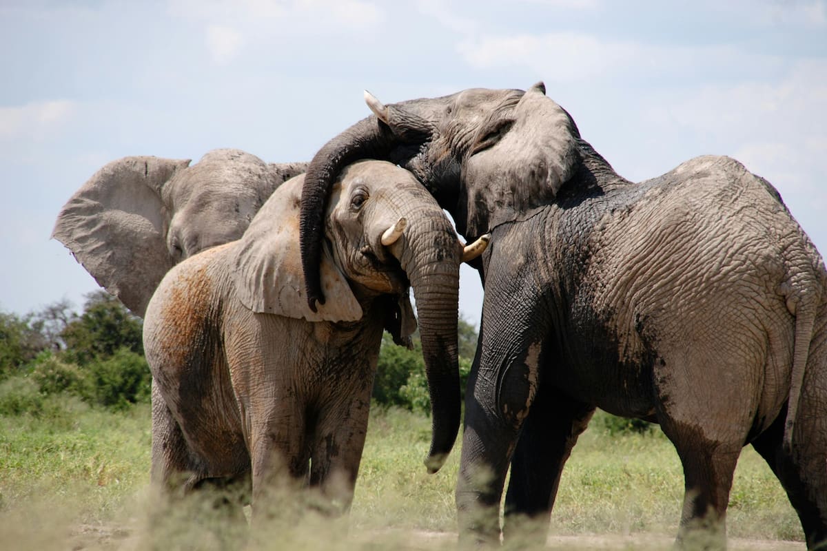 ¿Cómo combaten el calor los animales según National Geographic?