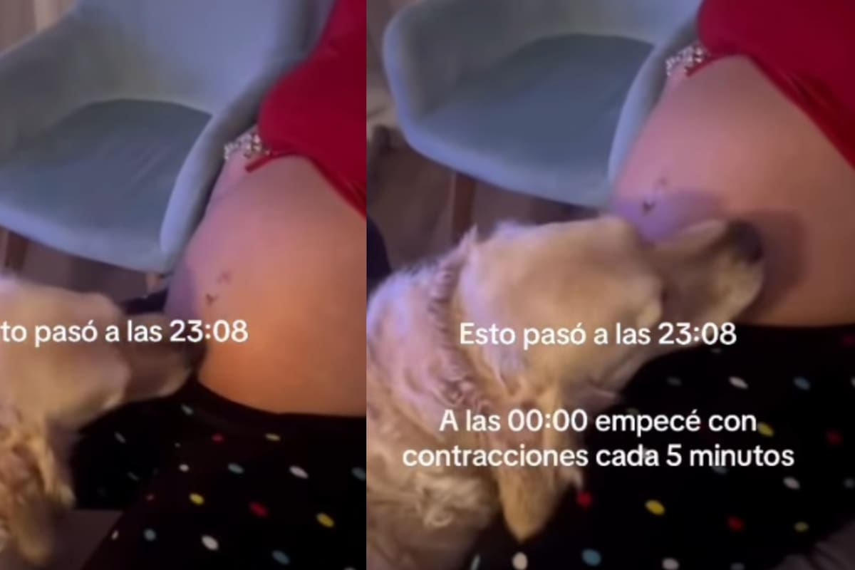 “Comenzó a lamer su vientre, el ya sabia algo:”: Perro muestra extraño compartamiento antes del parto que ni los propios padres sabian