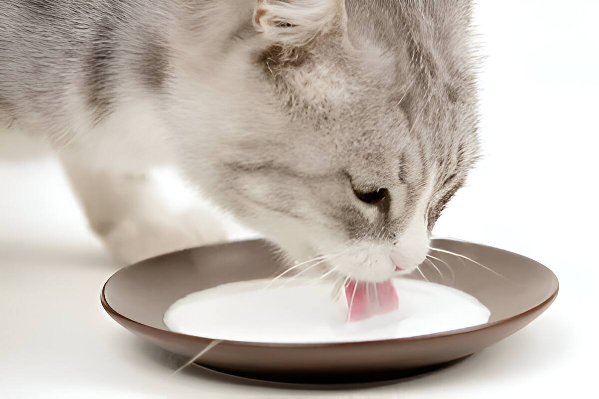 ¿Es realmente bueno darle leche a los gatos? Consejos para cuidar su nutrición