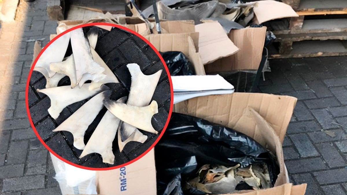 El intento de exportar 2 mil 200 kilogramos de aletas de tiburón a Filipinas sin autorización llevó a una condena de dos años y ocho meses de prisión en Colima y una reparación del daño por más de 4 millones de pesos