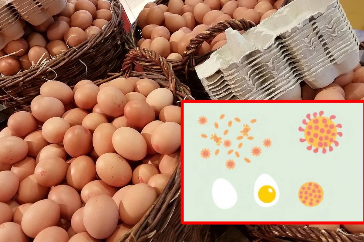 Retiro de huevos en Canadá debido a preocupaciones por salmonela