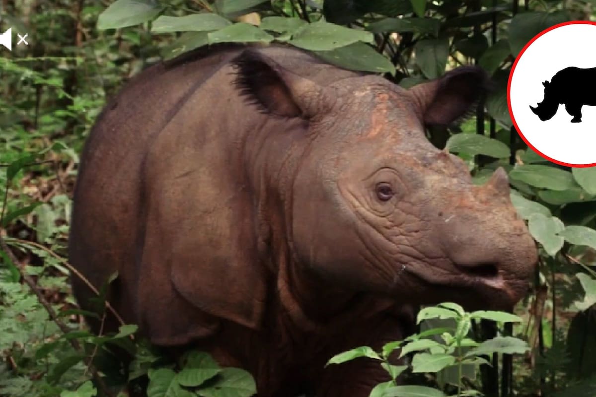 Rinoceronte al borde de la extinción: por qué es casi imposible salvar a los últimos 50 ejemplares