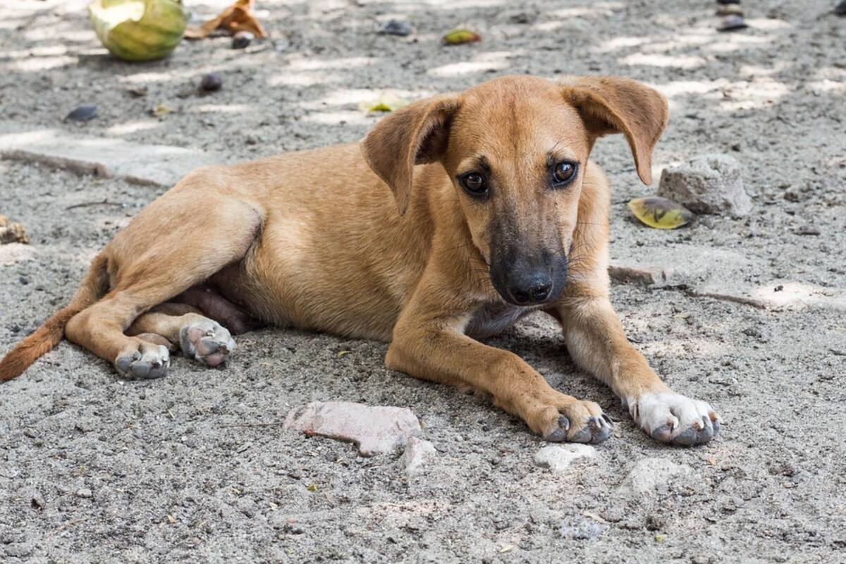 Pararán matanza de perros callejeros en Jalisco