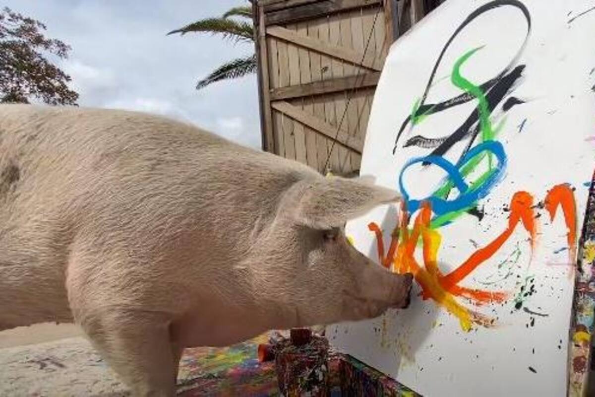 Un animal se hace viral en redes sociales por crear sus propias pinturas