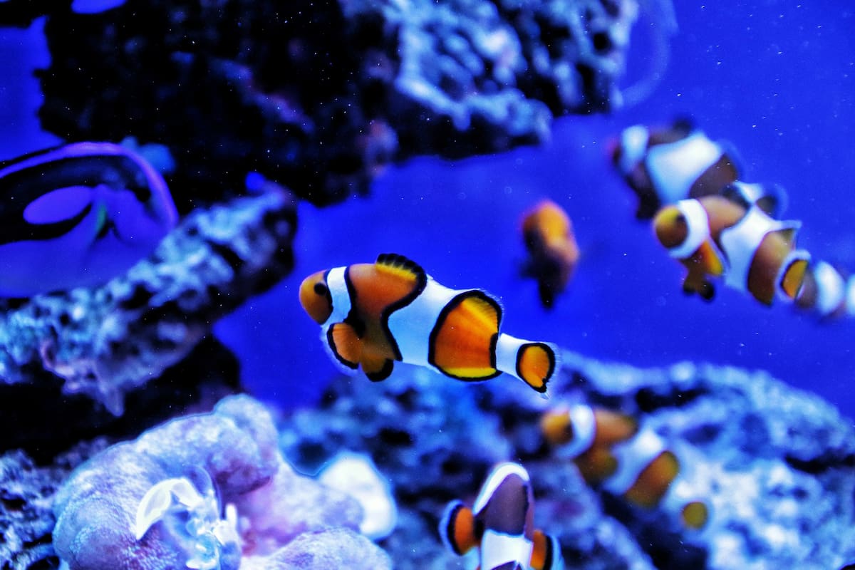 Cosas curiosas sobre los peces que muy poca gente conoce