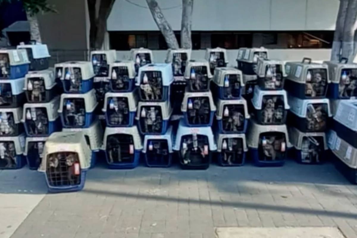 CDMX: Recuperan camión robado del AICM con más de 200 perritos de Colombia