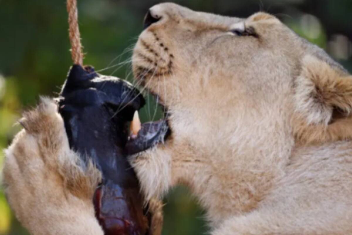 Ofrece su cuerpo al morir para alimento de leones en Zoológico