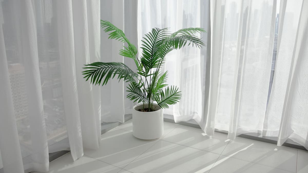 Plantas para refrescar tu hogar de manera natural en la temporada de calor.