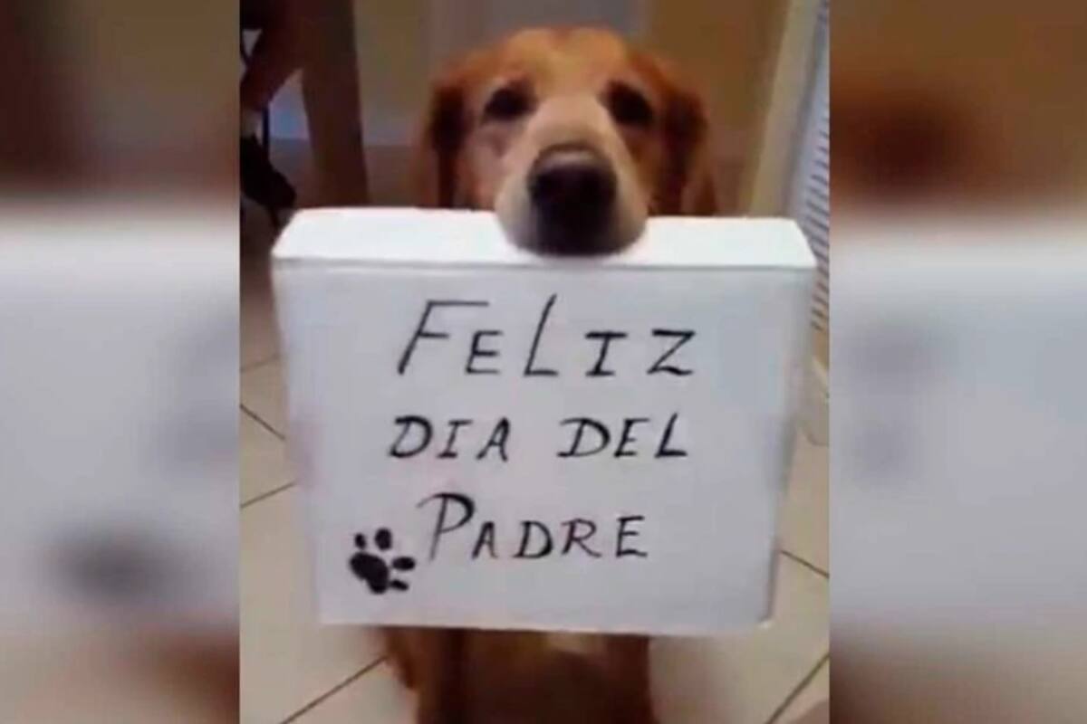 VIDEO: Perro causa furor al dar regalo a su dueño por el Día del Padre