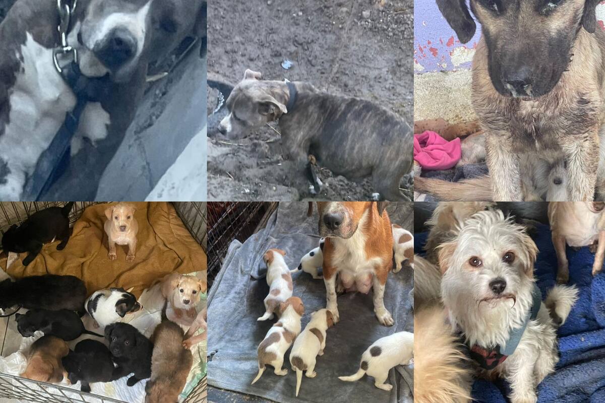 ‘Patitas firmes’ solicita apoyo para continuar su labor en Tijuana