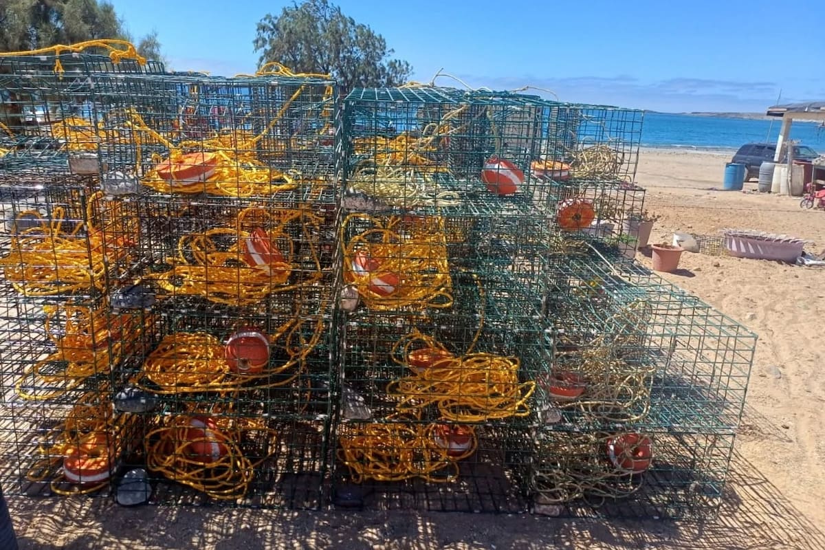 Arranca temporada de langosta roja en Baja California