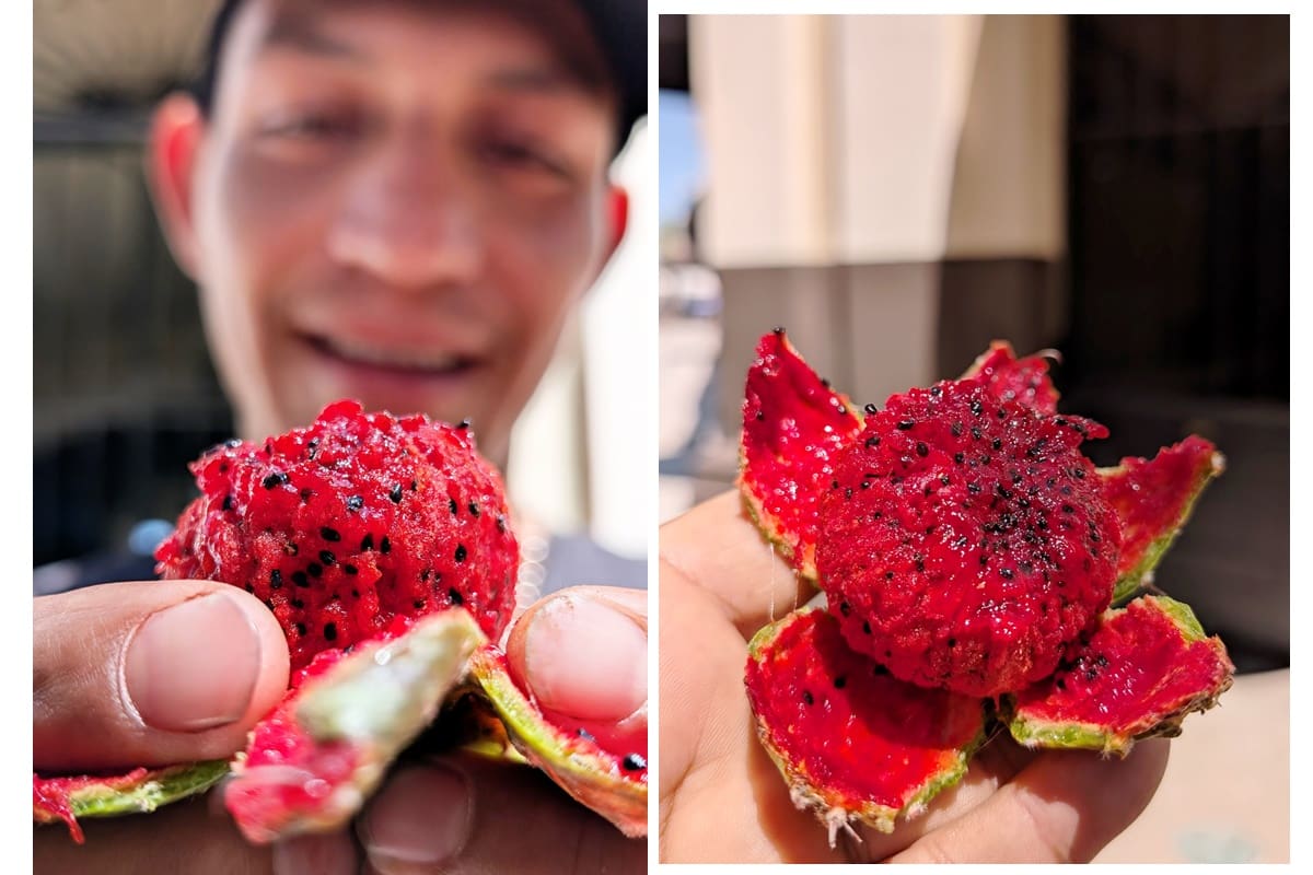 ¡Las pitayas de Carbó ya llegaron a Hermosillo!