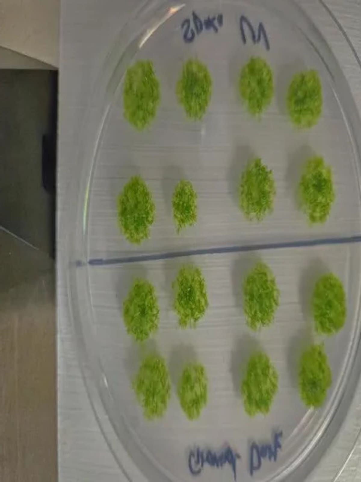 Esporas de musgo germinadas después de la exposición espacial. Foto: Dr. Chang-hyun Maeng and Maika Kobayashi.