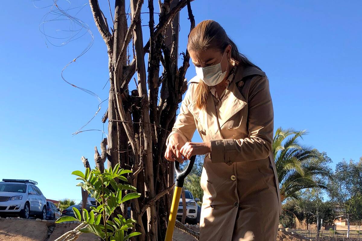 Inician la reforestación con 4 mil árboles en el Valle de Guadalupe