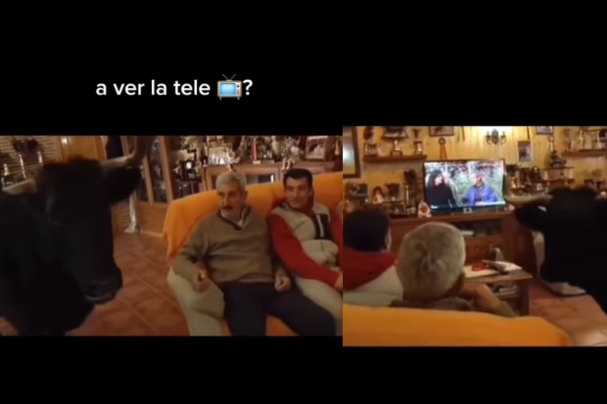 Familia en España se vuelve viral por vivir con una vaca brava en casa