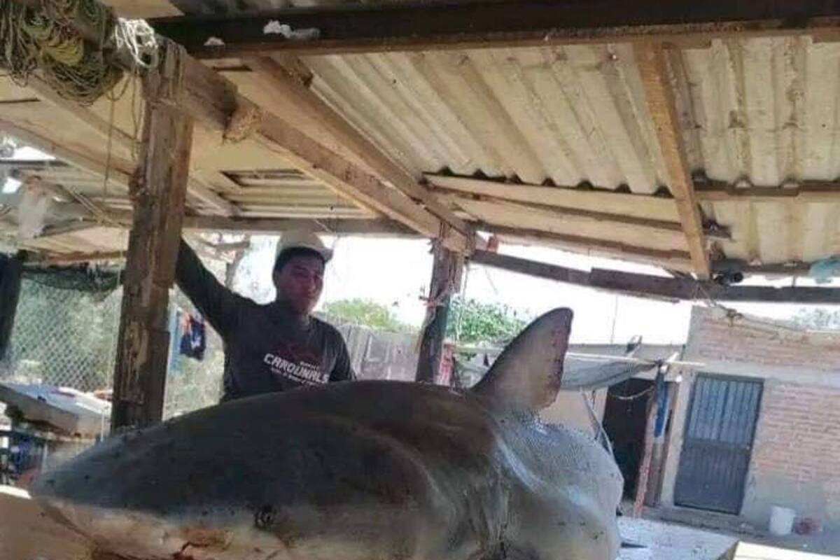 Pescadores encuentran tiburón en el Paredoncito