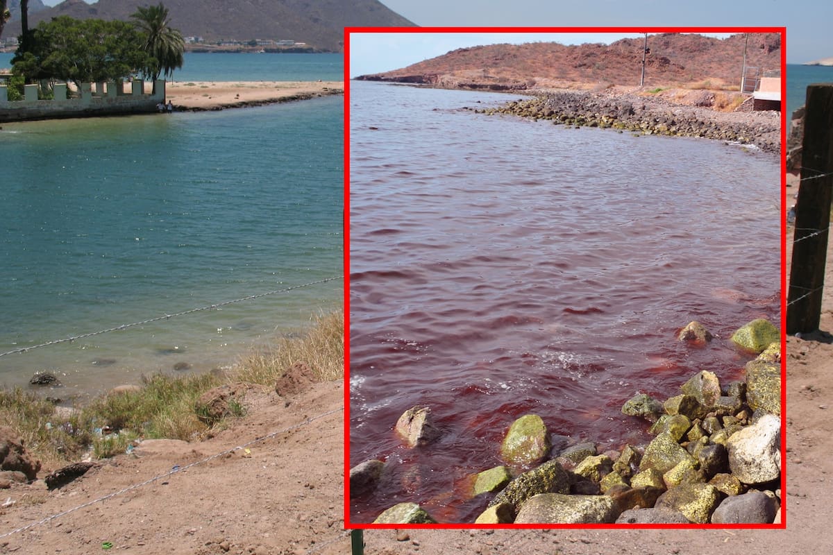 Alertan por ‘marea roja’ en Guaymas; investigadores analizarán si es tóxica y representa riesgo para la fauna marina y la población