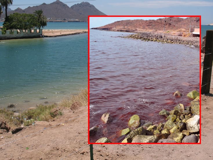 Alertan por ‘marea roja’ en Guaymas; investigadores analizarán si es tóxica y representa riesgo para la fauna marina y la población
