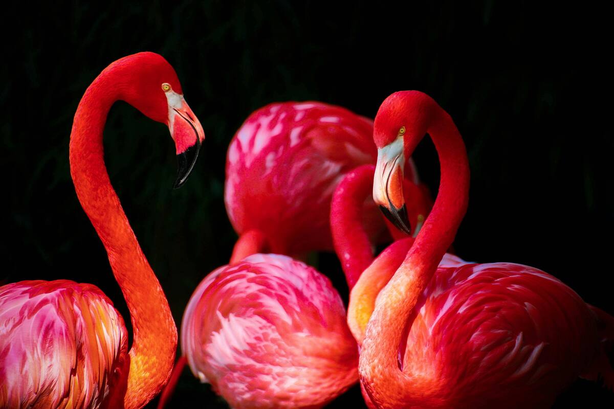 ¿Sabías que los flamencos hacen amigos para toda la vida, según National Geographic?