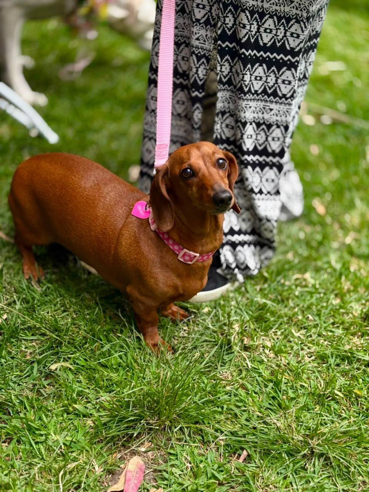 El Festival Perruno ofrecerá este domingo vacunación antirrábica, desparasitación, colocación de microchips y una jornada de adopción para perros rescatados. Foto: Khennia Reyes.