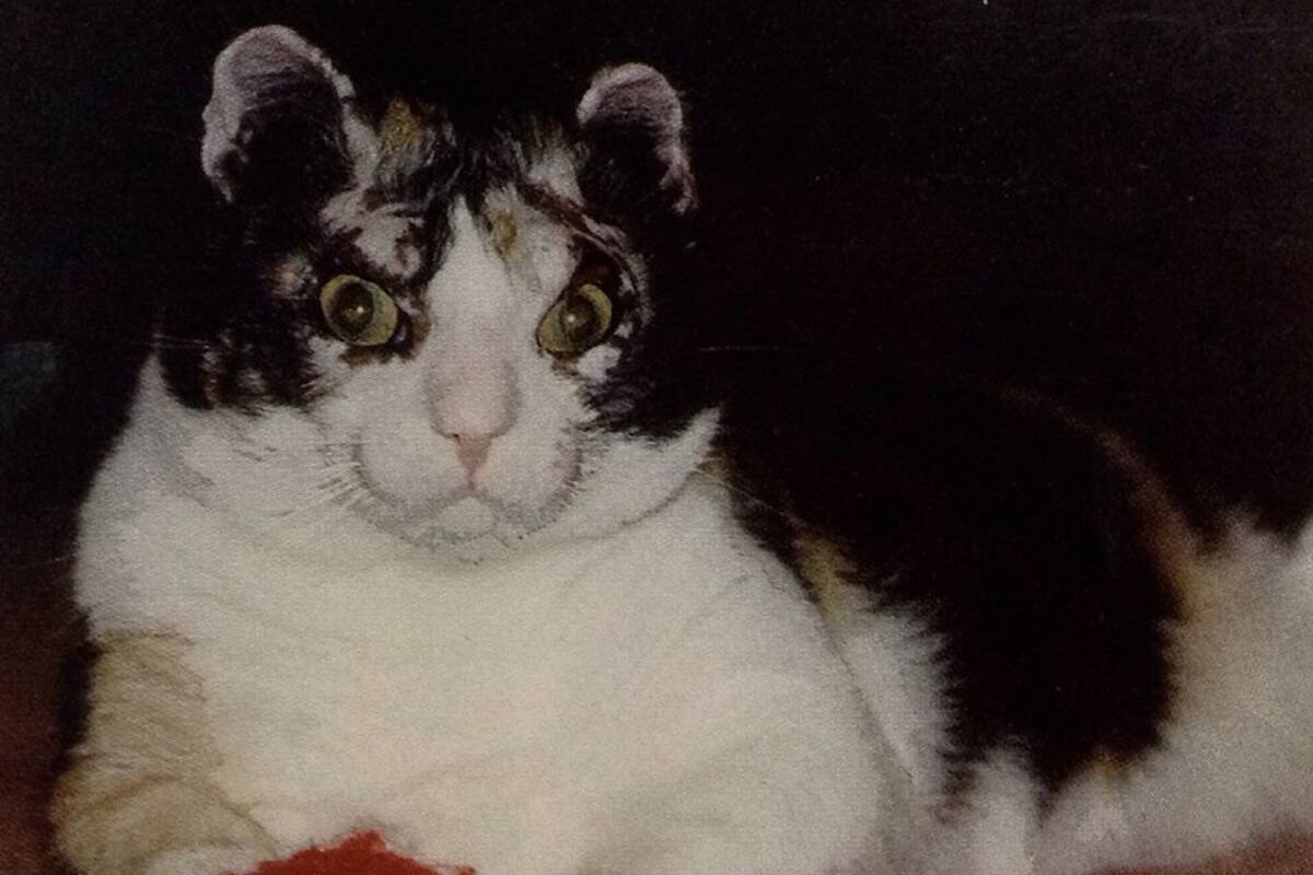 La admirable historia de Scarlett, mamá felina que rescató a sus gatitos del fuego