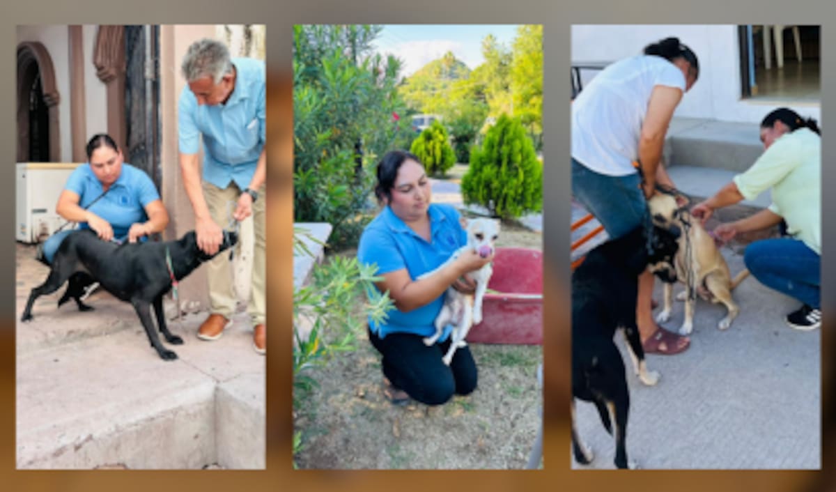 Álamos Dog Foundation: siete años de trabajo por los animales